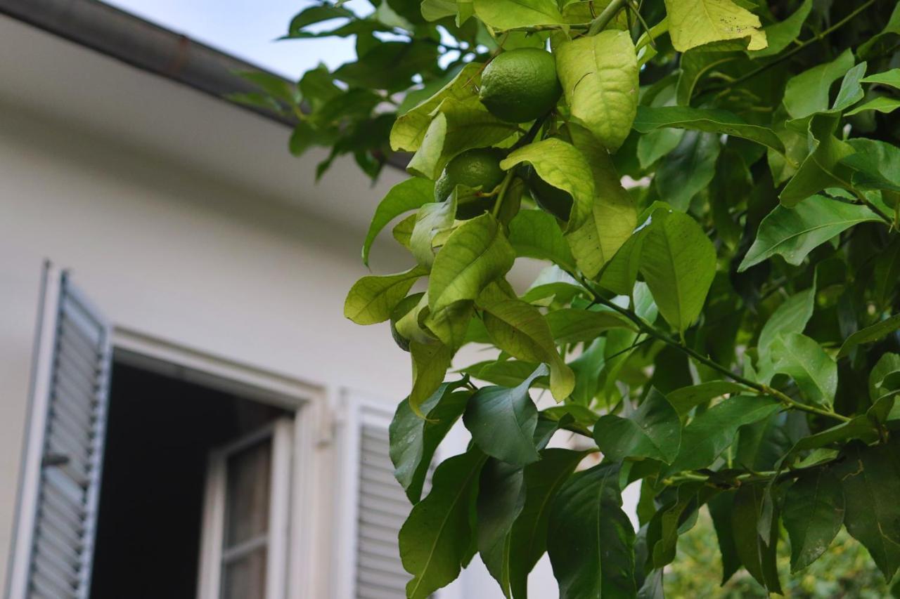 Lemon Tree Villa Kotor Exteriör bild